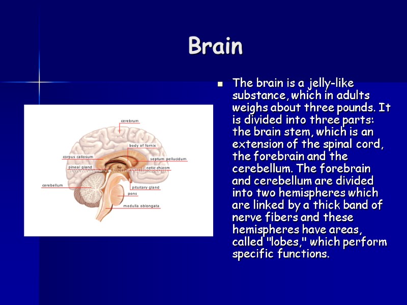 Brain  The brain is a jelly-like substance, which in adults weighs about three